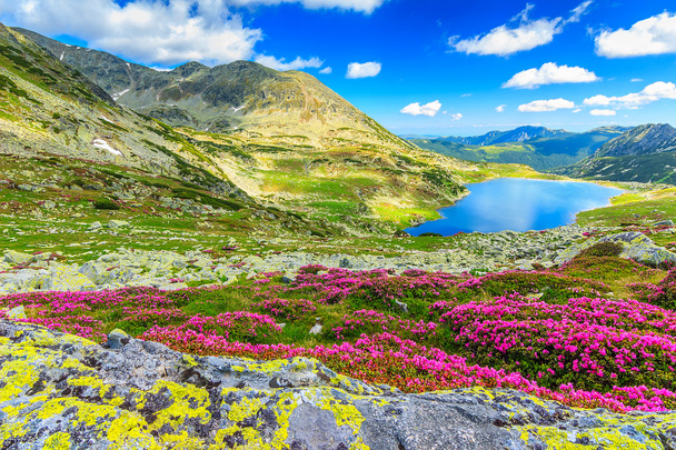 Μαγικό rhododendron λουλούδια και πάρει ορεινές λίμνες, βουνά Retezat, Ρουμανία - Φωτογραφία, εικόνα