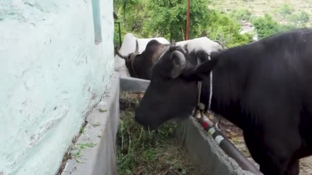 Αγελάδες και βουβάλια που τρέφονται στη γούρνα στη σκηνή του χωριού Ουταραχάντ - Πλάνα, βίντεο