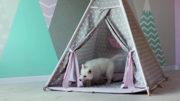A White Swiss Shepherd puppy is playing mischievously in the children's room. A cute white puppy is playing in a children's wigwam. Pets concept. 4k footage. - Footage, Video