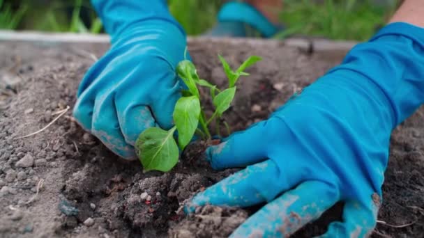 Trabajar en el jardín en primavera, las manos femeninas en guantes de goma plantan plántulas de pimiento. Imágenes FullHD de alta calidad - Imágenes, Vídeo