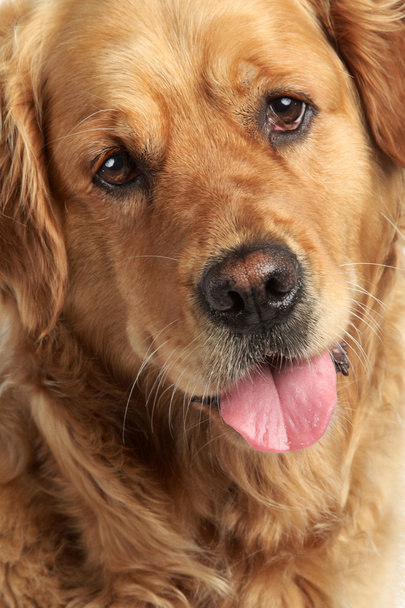 Golden Retriever dog portrait - Fotoğraf, Görsel