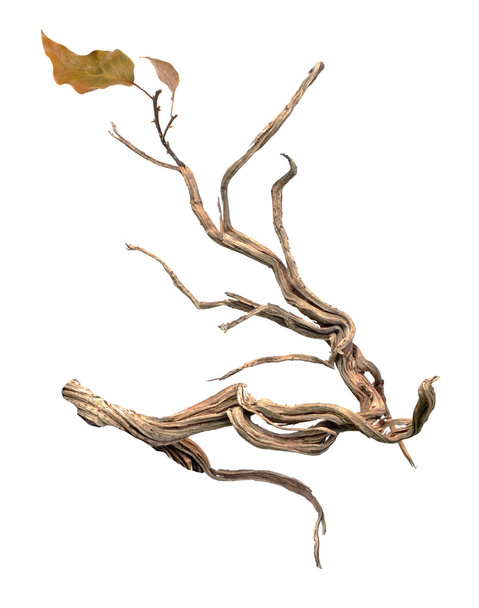 suchá větev - Fotografie, Obrázek