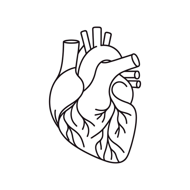 human heart drawn with a line. Vector illustration. - Vector, Image