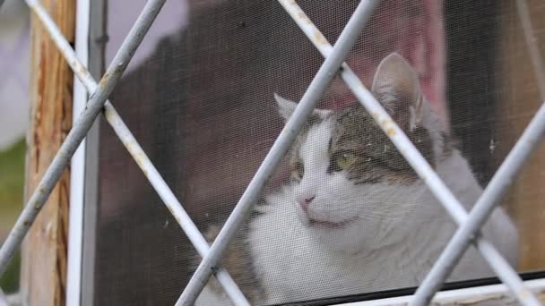 Kedi, kapalı balkon hayvan probleminin penceresinden dışarı bakar. - Video, Çekim