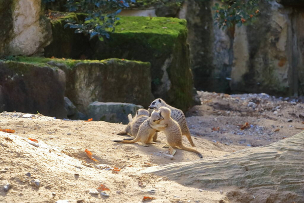 κάποιοι νεαροί meerkats αλληλεπιδρούν παιχνιδιάρικα μεταξύ τους - Φωτογραφία, εικόνα