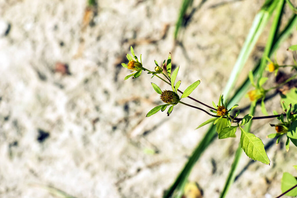 Roślina lecznicza TRZECIE LOBE BEGGARTICKS kwitnie latem. Nazwa łacińska BIDENS TRIPARTITA - Zdjęcie, obraz