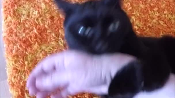 Kot jest gryzienie ręki człowieka - Materiał filmowy, wideo