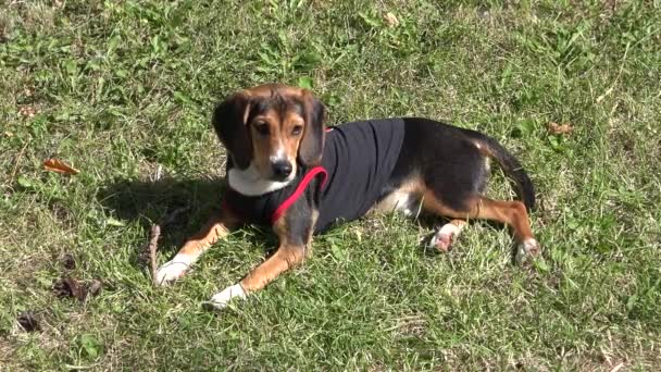 Lindo perrito beagle acostado en la hierba
 - Imágenes, Vídeo