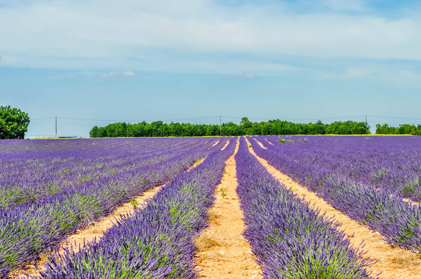 Fransa 'da Alpes de Haute Provence' deki Valensole platosunda lavanta ve ayçiçeği tarlaları. - Fotoğraf, Görsel
