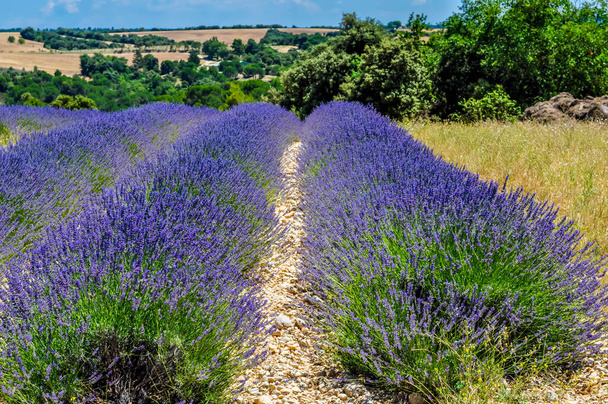 Levandule a slunečnicová pole na náhorní plošině Valensole v Alpes de Haute Provence ve Francii. - Fotografie, Obrázek