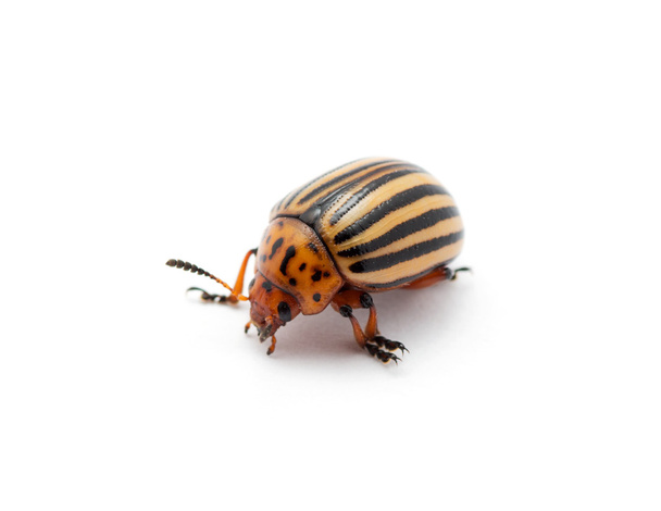 Colorado beetle - Photo, Image