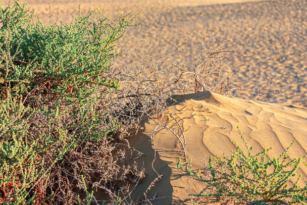 Піщана дюна в пустелі Сахара з дикою природою - Фото, зображення