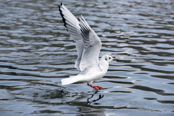 Black-headed gull (Larus ridibundus) takes off from the surface of the water - Photo, Image
