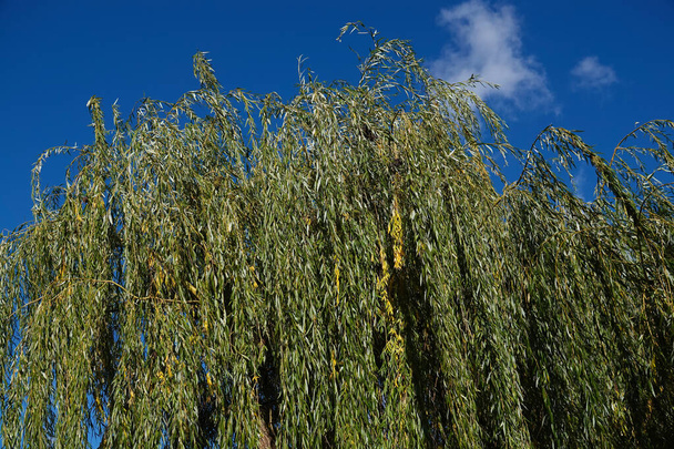 Hybrid willow tree with long branches close-up - Photo, Image