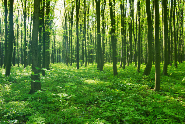 forêt verte
 - Photo, image