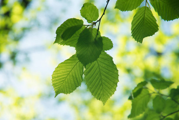 Green leaves - Фото, изображение