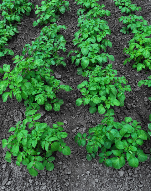 arbustos de batatas
 - Foto, Imagem