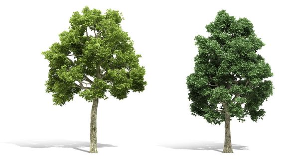 3d puun renderöinti valkoisella pohjalla
 - Valokuva, kuva