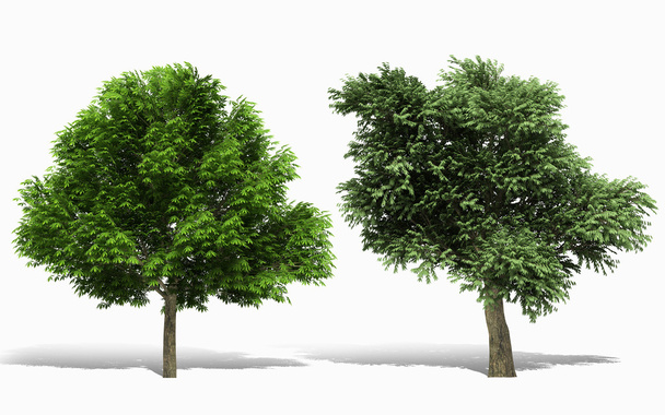 vykreslování 3D stromů na bílém pozadí - Fotografie, Obrázek