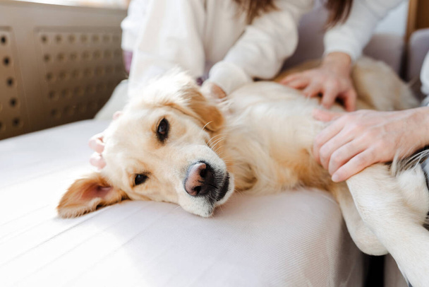 Портрет красивого ухоженного золотистого ретривера, лежащего на удобном диване в уютной комнате дома, ласкающей собаку. Понятие любви к домашним животным - Фото, изображение