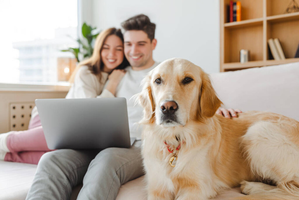若いカップル,夫と妻は犬を抱きしめ,ゴールデンレトリーバー,ラップトップのオンラインショッピングを使用して選択的な焦点,自宅でソファーに座っています. 笑顔のガールフレンドとボーイフレンドが動画を見ています. 技術コンセプト - 写真・画像