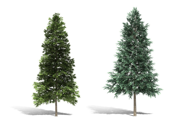 renderowania 3D drzewa na białym tle - Zdjęcie, obraz