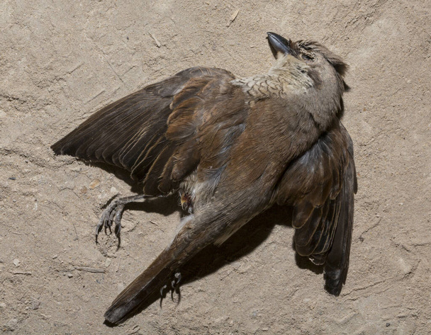 Το κόκκινο-υποστηρίζεται shrike (Lanius collurio) είναι ένα σαρκοβόρο περαστικό πουλί και μέλος της shrike Laniidae. Ανήλικο πουλί - θηλυκό. Νεκρό πουλί. Οδοιπόροι πόλεμοι - θάνατος του Σράικ. Θάνατος από το αυτοκίνητο. - Φωτογραφία, εικόνα