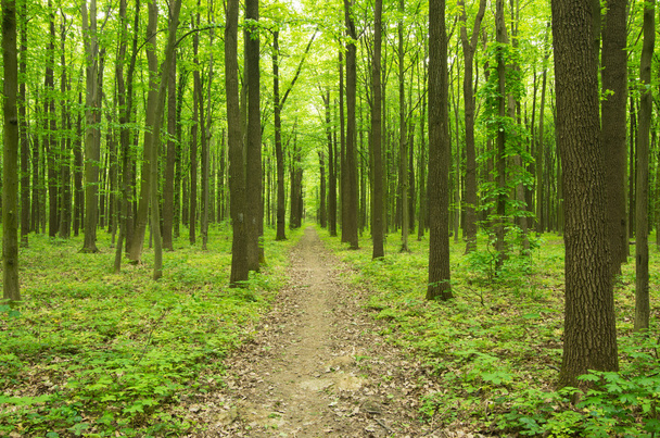 Path in green forest - Foto, Bild