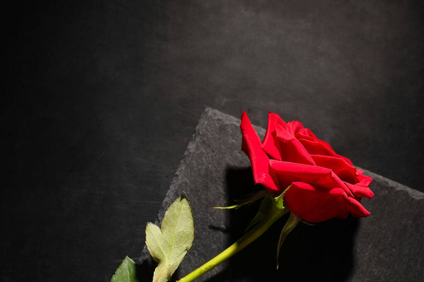 schöne rote Rose auf schwarzem Hintergrund - Foto, Bild