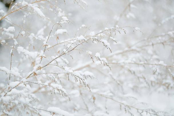 martwa trawa w zimie hokkaido - Zdjęcie, obraz