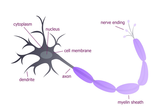 Νευρώνες περιγράφεται εικονογράφηση - Φωτογραφία, εικόνα