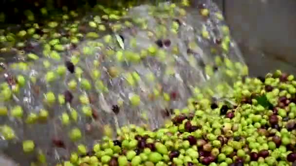 Oliven werden in Zeitlupe gewaschen, um sie in Naxos, Griechenland, zu Olivenöl zu verarbeiten - Filmmaterial, Video