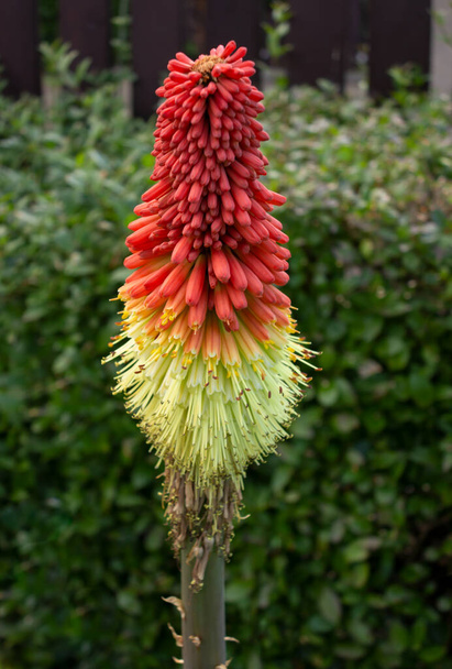 Detail of a spike of blooming and blooming Kniphofia flowers. Flowers blooming cluster of beautiful multi-flowered flowers, Kniphofia Papaya Popsicle favored by insect pollination. - Photo, Image