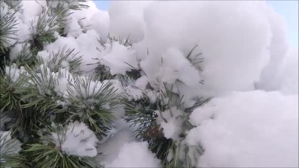 Strato di neve sul soffice ramo di pino
 - Filmati, video