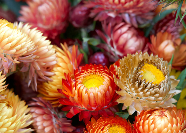 Закройте на красочный букет Xerochrysum bracteatum, широко известный как золотой вечный или клубневые цветы. - Фото, изображение