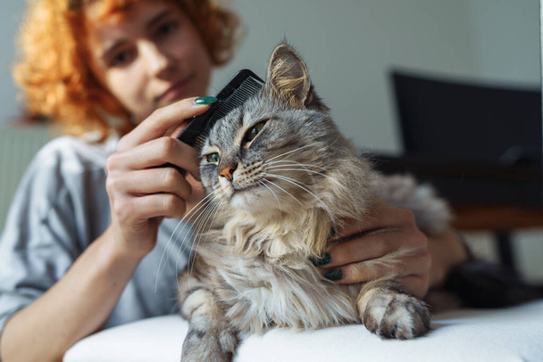 tizenéves lány vigyáz szőrös bolyhos hosszú hajú házi macska. portré szürke macska feküdt széken közben otthon ápolás - Fotó, kép