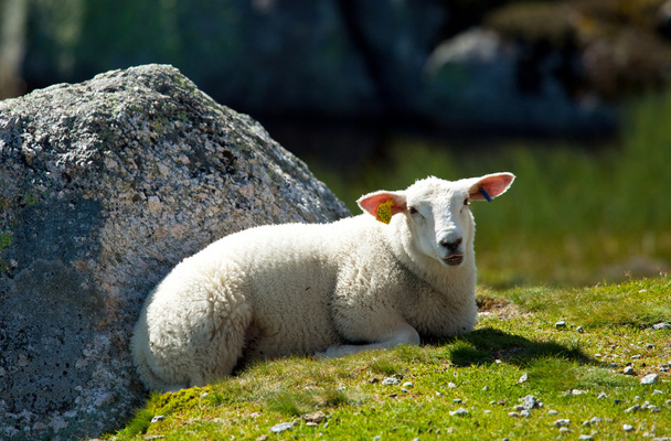 Sheep - Photo, Image