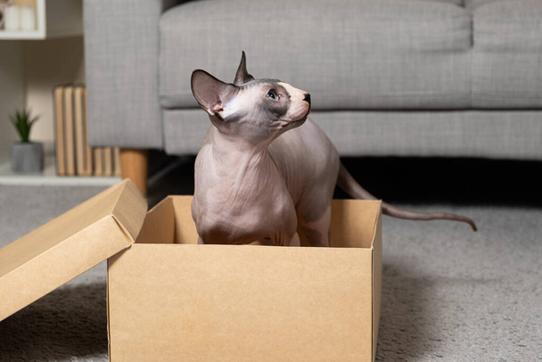 Kanadai Szfinx macska egy kartondobozban. Háziállatokkal való játék. - Fotó, kép