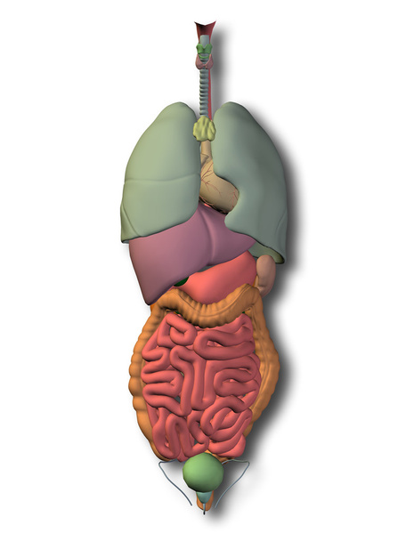 Organes abdominaux internes humains
 - Photo, image