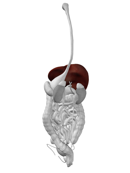 narządów wątroby i układu pokarmowego - Zdjęcie, obraz