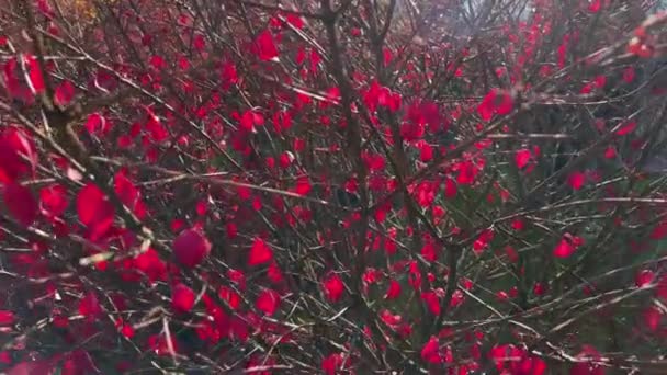 Szárnyas euonymus bokor részben lehullott vörös levelekkel a parkban - Felvétel, videó