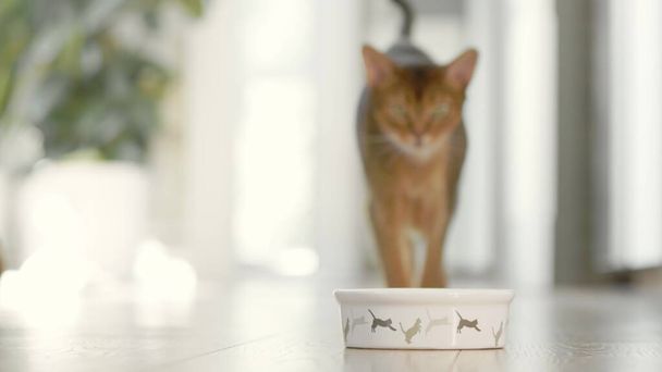 Голодный милый коричневый кот приходит на завтрак к своей миске. Медленное движение кошки едят сухую пищу на полу с большим аппетитом. Милые маленькие лучшие друзья в помещении. Близко, низкий угол. Мягкий день. - Фото, изображение
