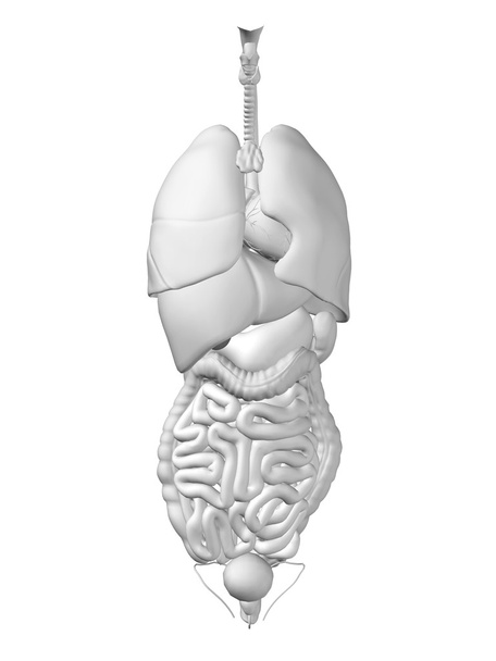 Thorax organs for health designs. - Photo, Image