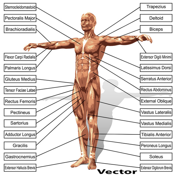 Anatomía del hombre con músculos
 - Vector, imagen