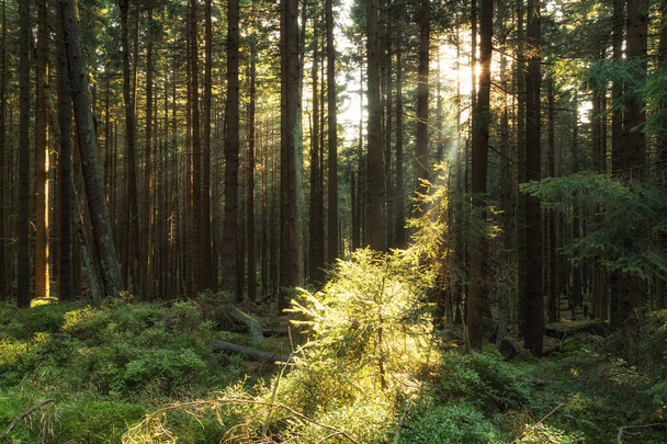 шлях через темно-зелений ліс на ранковому сонці - Фото, зображення
