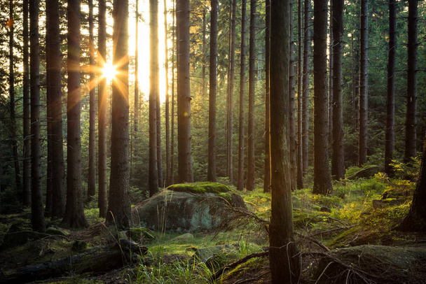 Sonnenstrahlen durch Herbstbäume im Wald - Foto, Bild