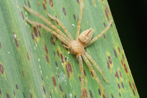 Une araignée chasseuse (Olios argelasius) s'accroche à une feuille verte dans Satara, ses motifs complexes se mélangeant dans le feuillage. - Photo, image