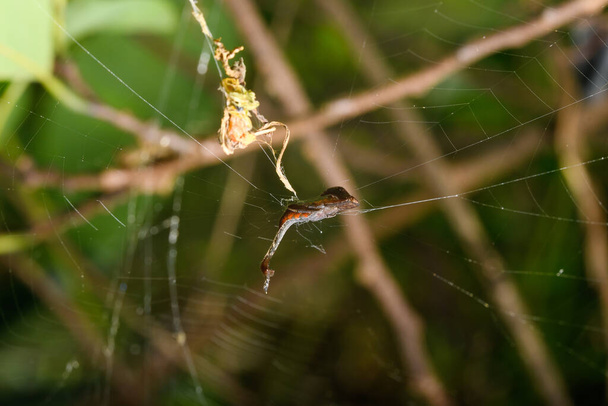 La forma intrigante de la Arachnura angura, situada en una sola hebra de su telaraña, demuestra las adaptaciones únicas de la fauna araña de Satara.. - Foto, imagen