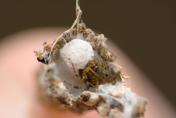 Een gedetailleerde close-up van een spin die zijn eierzak verzorgt temidden van een web van puin. - Foto, afbeelding