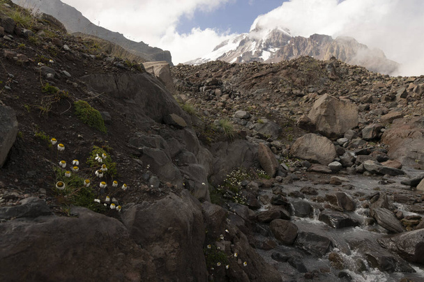 Hora Kazbek v létě s květinami a tekoucí ledovcovou řekou v pohoří Gerorgia Kavkaz - Fotografie, Obrázek